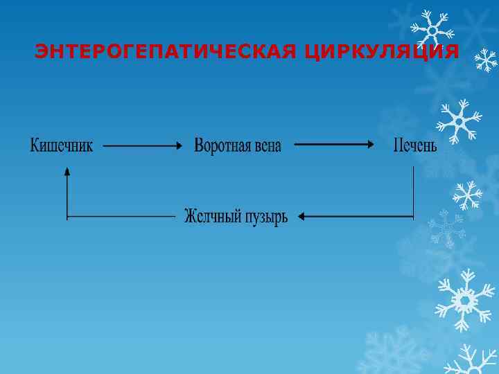 ЭНТЕРОГЕПАТИЧЕСКАЯ ЦИРКУЛЯЦИЯ 
