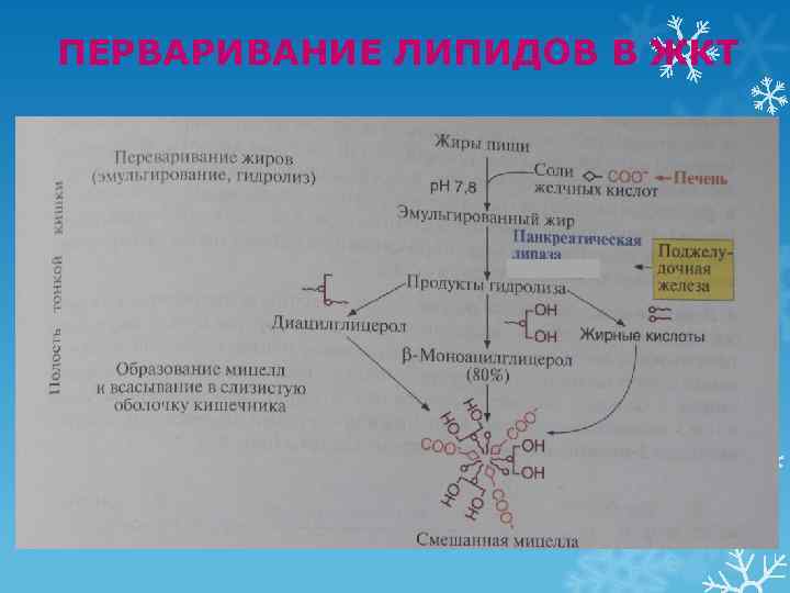 ПЕРВАРИВАНИЕ ЛИПИДОВ В ЖКТ 
