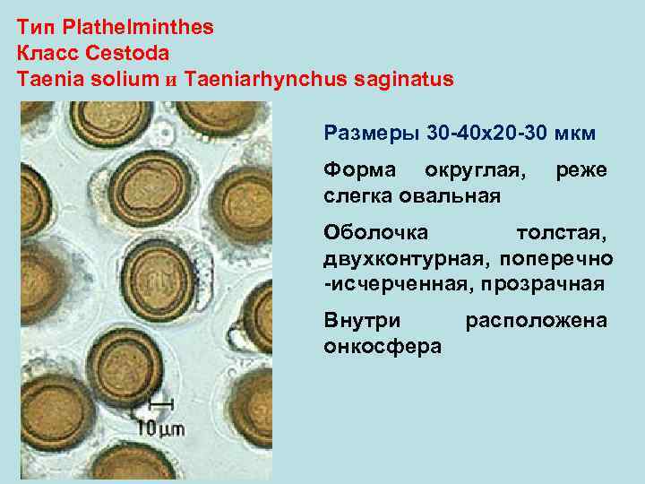 Тип Plathelminthes Класс Cestoda Taenia solium и Taeniarhynchus saginatus     Размеры