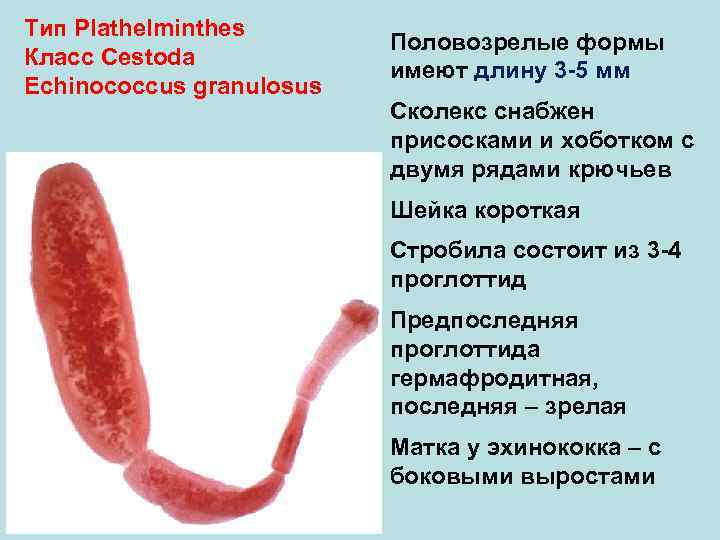 Тип Plathelminthes      Половозрелые формы Класс Cestoda   