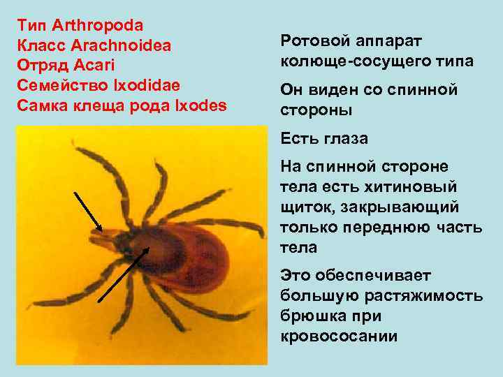 Тип Arthropoda Класс Arachnoidea   Ротовой аппарат Отряд Аcari    колюще-сосущего