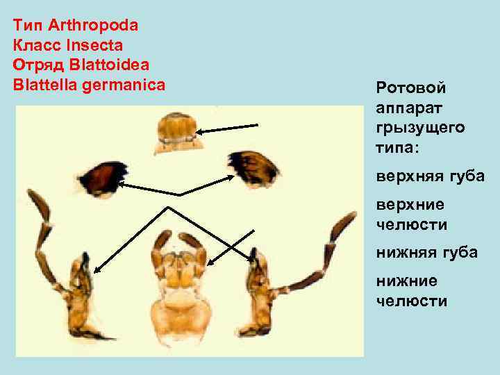 Тип Arthropoda Класс Insecta Отряд Blattoidea Blattеlla germanica  Ротовой    аппарат
