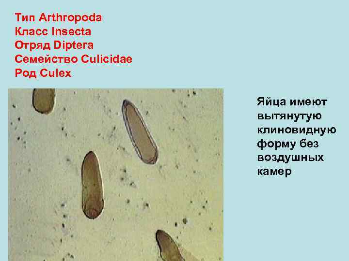 Тип Arthropoda Класс Insecta Отряд Diptera Семейство Culicidae Род Culex    Яйца