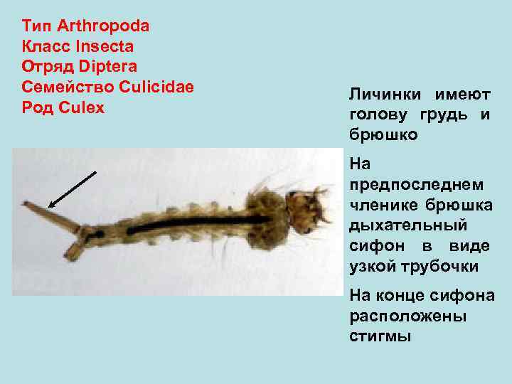 Тип Arthropoda Класс Insecta Отряд Diptera Семейство Culicidae  Личинки имеют Род Culex 