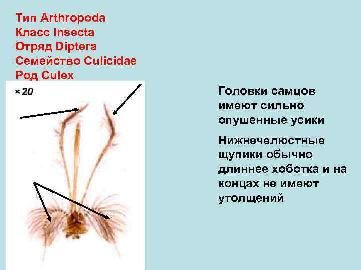 Тип Arthropoda Класс Insecta Отряд Diptera Семейство Culicidae Род Culex    Головки