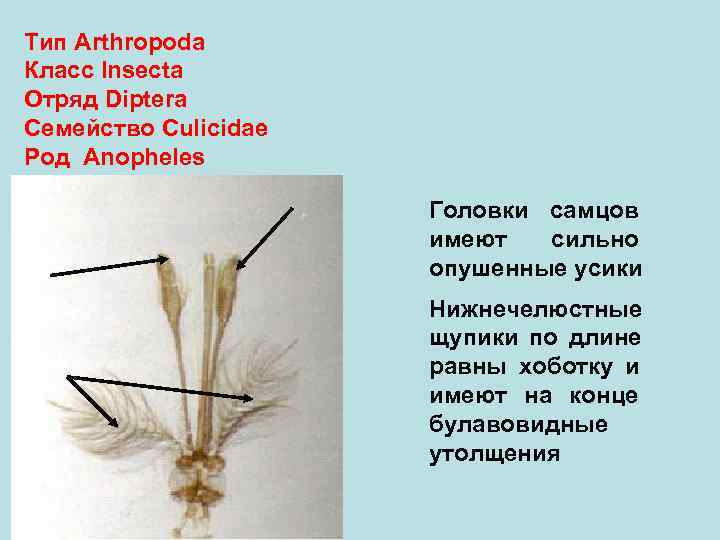 Тип Arthropoda Класс Insecta Отряд Diptera Семейство Culicidae Род Anopheles    Головки