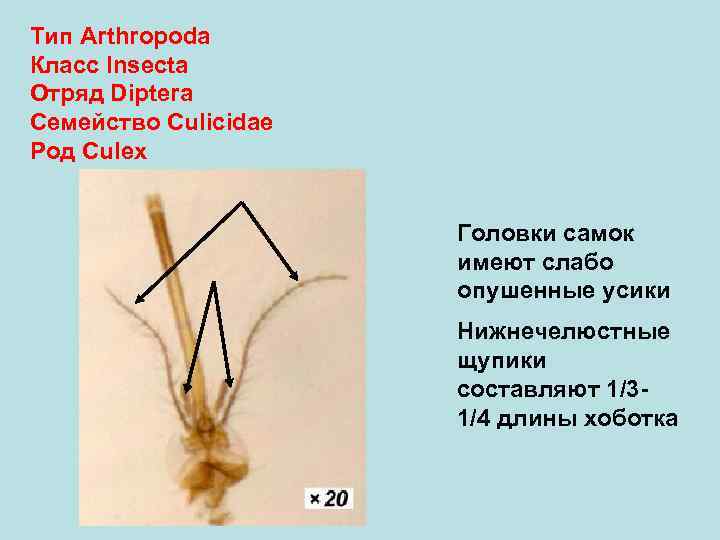 Тип Arthropoda Класс Insecta Отряд Diptera Семейство Culicidae Род Culex    