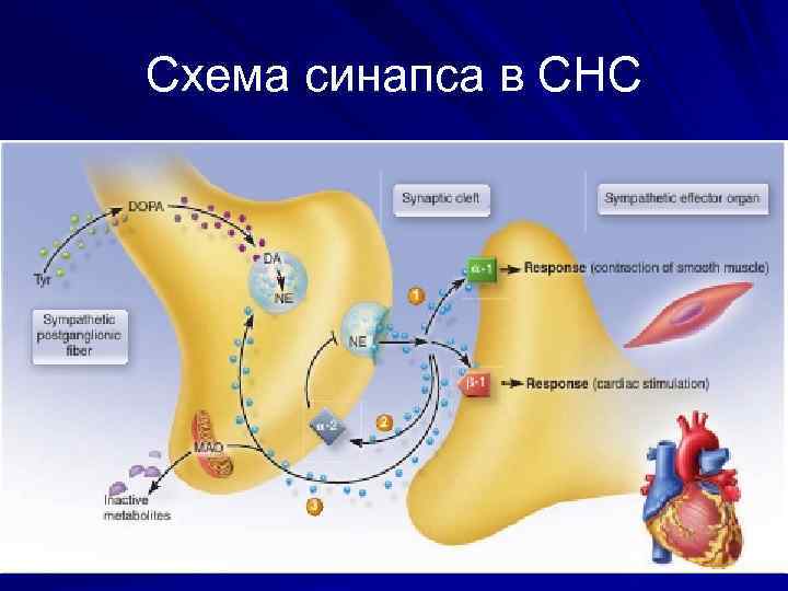 Схема синапса в СНС 