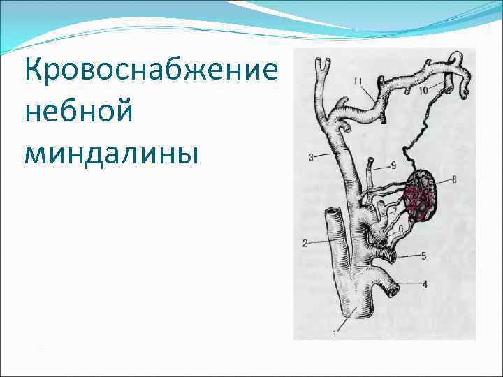 Кровоснабжение небной миндалины 