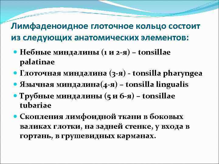 Лимфаденоидное глоточное кольцо состоит из следующих анатомических элементов:  Небные миндалины (1 и 2
