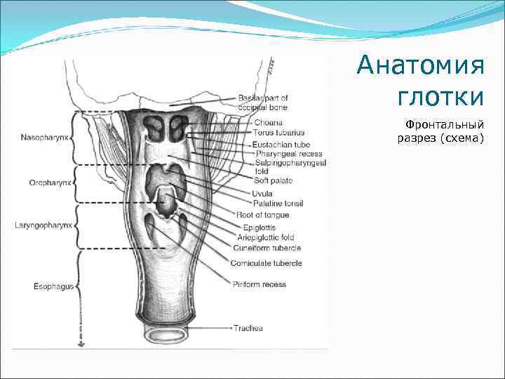 Анатомия  глотки  Фронтальный  разрез (схема) 