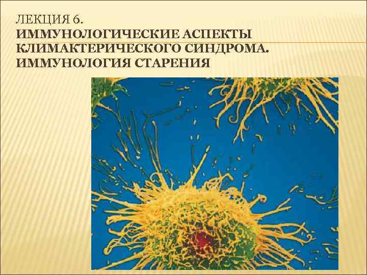 ЛЕКЦИЯ 6. ИММУНОЛОГИЧЕСКИЕ АСПЕКТЫ КЛИМАКТЕРИЧЕСКОГО СИНДРОМА.  ИММУНОЛОГИЯ СТАРЕНИЯ 