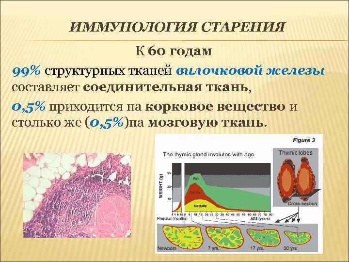   ИММУНОЛОГИЯ СТАРЕНИЯ    К 60 годам 99% структурных тканей вилочковой
