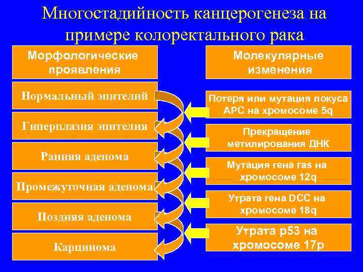   Многостадийность канцерогенеза на примере колоректального рака Морфологические  Молекулярные  проявления 
