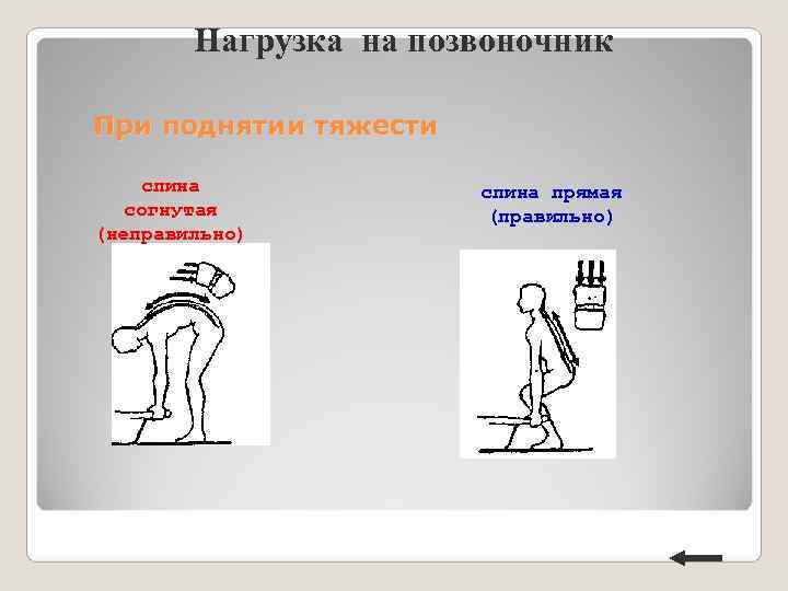 Нагрузка на позвоночник При поднятии тяжести спина прямая согнутая Нагрузка на позвоночник При поднятии тяжести спина прямая согнутая