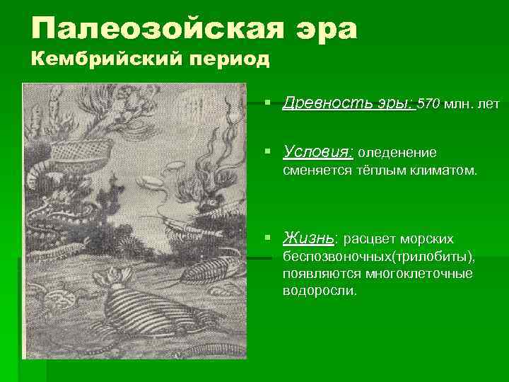 Палеозойская эра Кембрийский период    § Древность эры: 570 млн. лет 