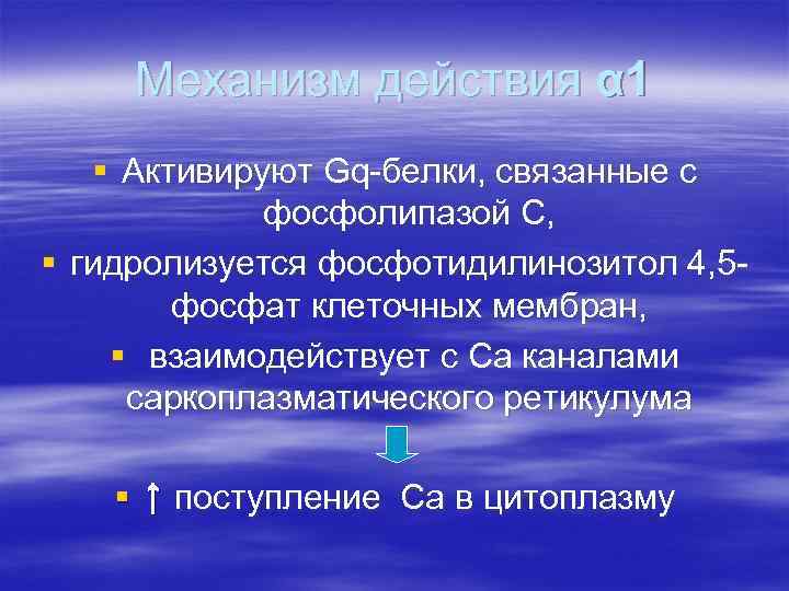  Механизм действия α 1  § Активируют Gq-белки, связанные с   фосфолипазой