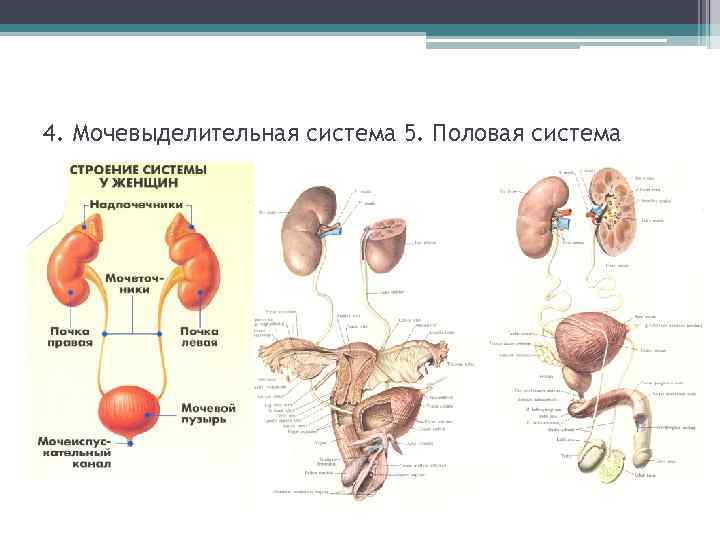 Схема мочевыделительной системы в правильной последовательности