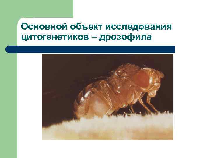 Основной объект исследования цитогенетиков – дрозофила 