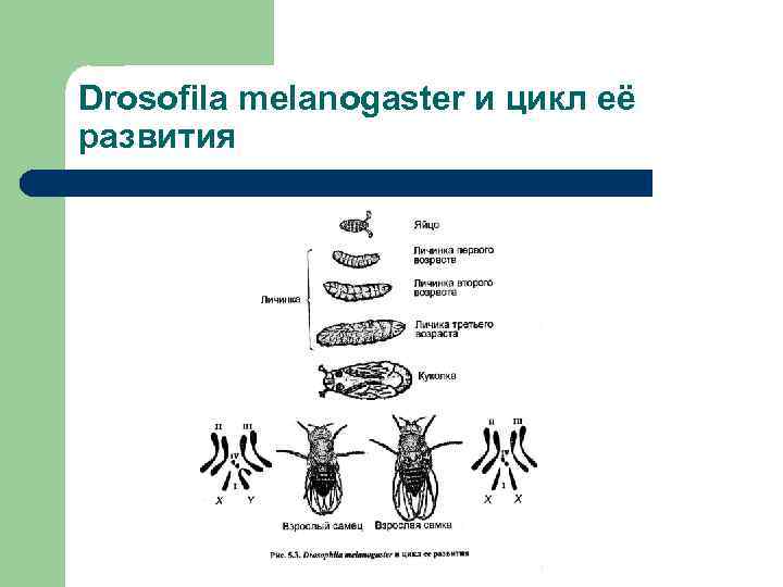 Drosofila melanogaster и цикл её развития 