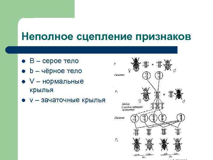Неполное сцепление признаков l  B – серое тело l  b – чёрное