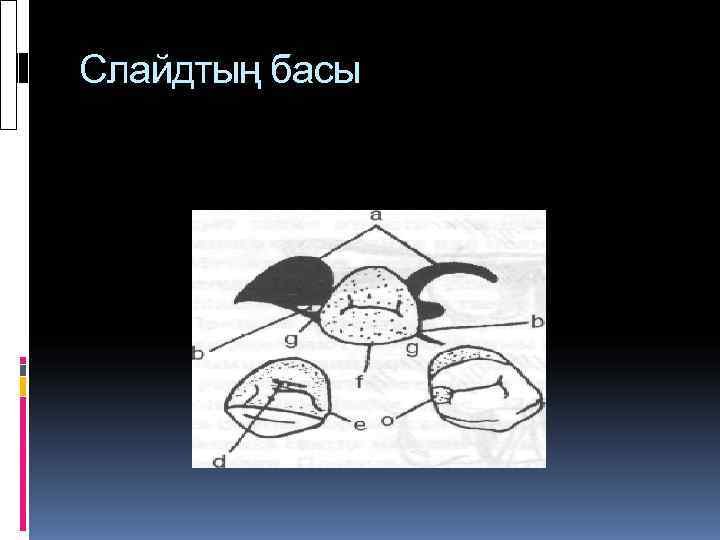 Слайдтың басы 