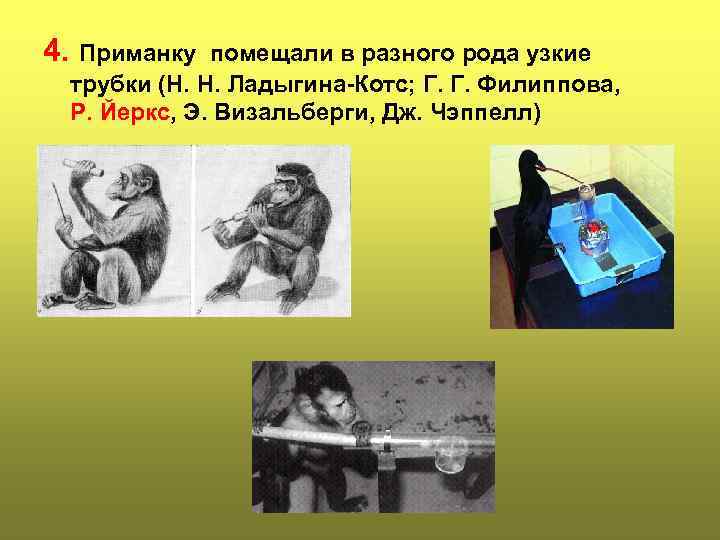 4. Приманку помещали в разного рода узкие  трубки (Н. Н. Ладыгина-Котс; Г. Г.