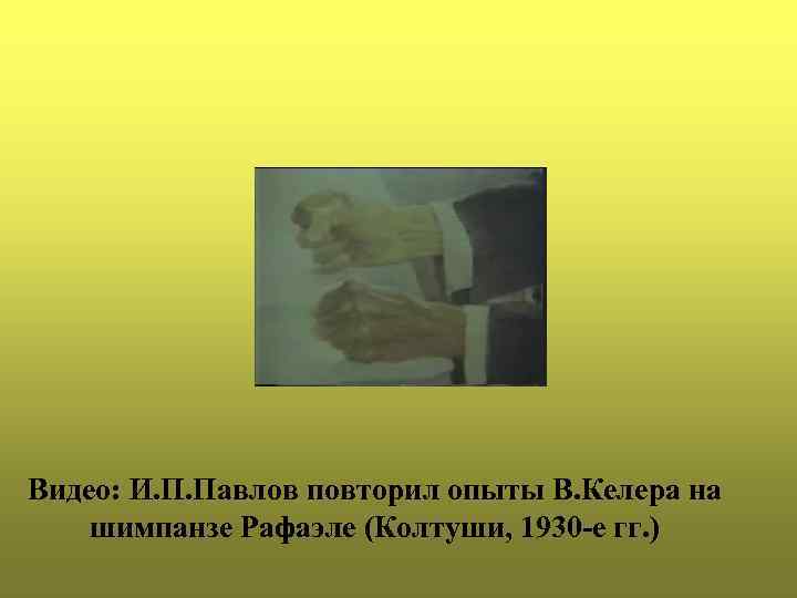 Видео: И. П. Павлов повторил опыты В. Келера на шимпанзе Рафаэле (Колтуши, 1930 -е