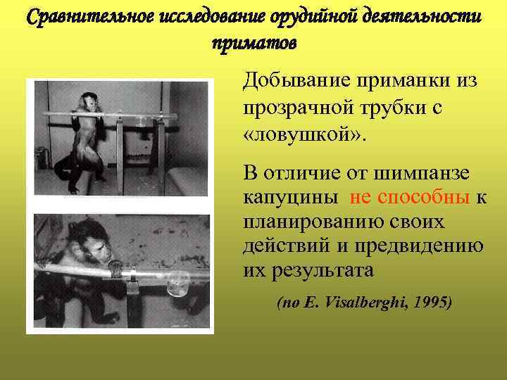 Сравнительное исследование орудийной деятельности     приматов    Добывание приманки