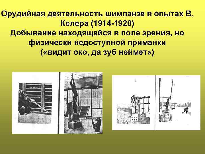 Орудийная деятельность шимпанзе в опытах В.    Келера (1914 -1920)  Добывание