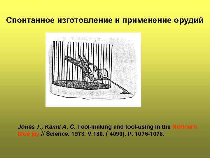   Спонтанное изготовление и применение орудий  Jones T. , Kamil A. C.