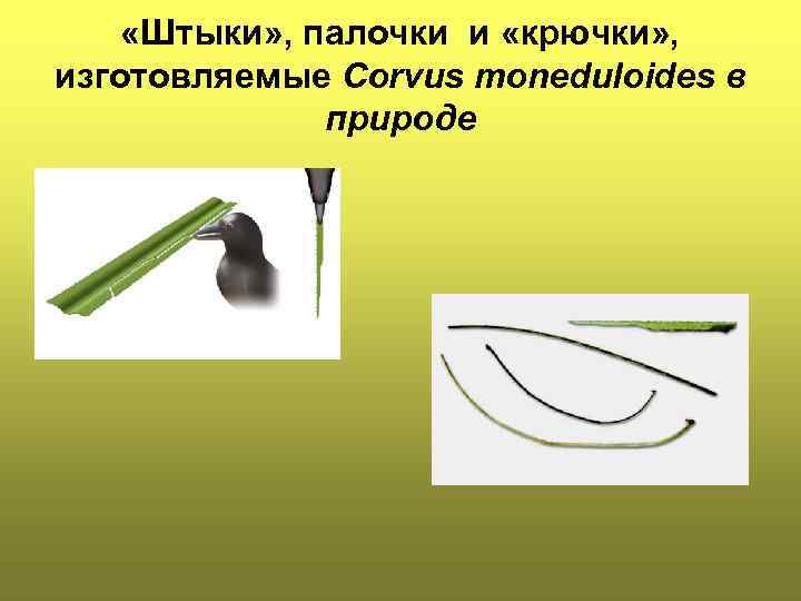  «Штыки» , палочки и «крючки» ,  изготовляемые Corvus moneduloides в  