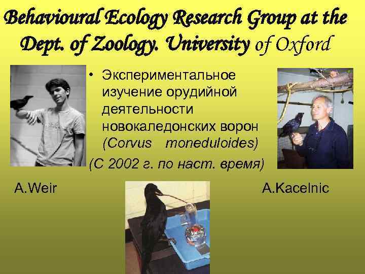 Behavioural Ecology Research Group at the Dept. of Zoology. University of Oxford  •
