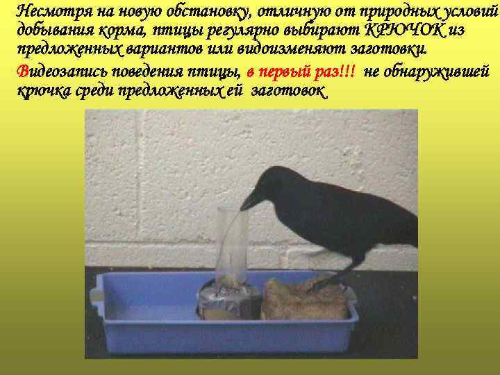 Несмотря на новую обстановку, отличную от природных условий добывания корма, птицы регулярно выбирают КРЮЧОК