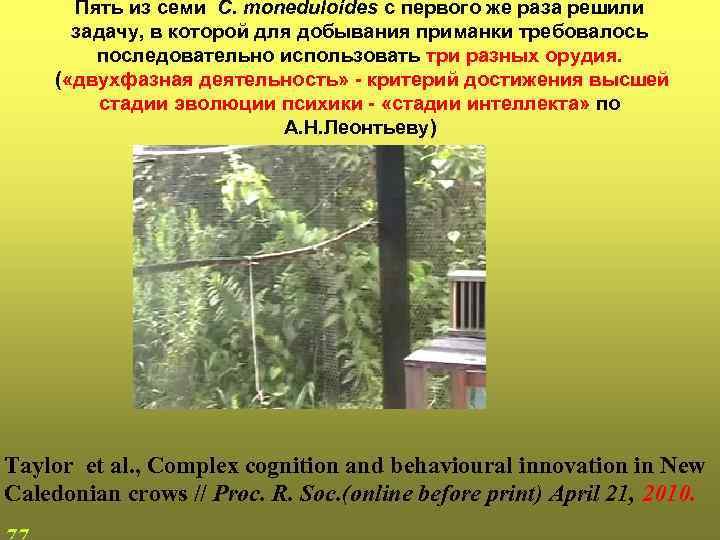   Пять из семи C. moneduloides с первого же раза решили  