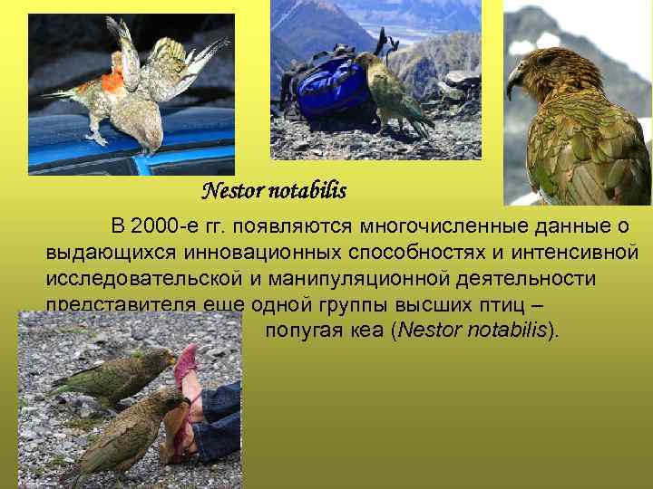    Nestor notabilis  В 2000 -е гг. появляются многочисленные данные о