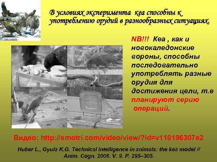    В условиях эксперимента кеа способны к   употреблению орудий в
