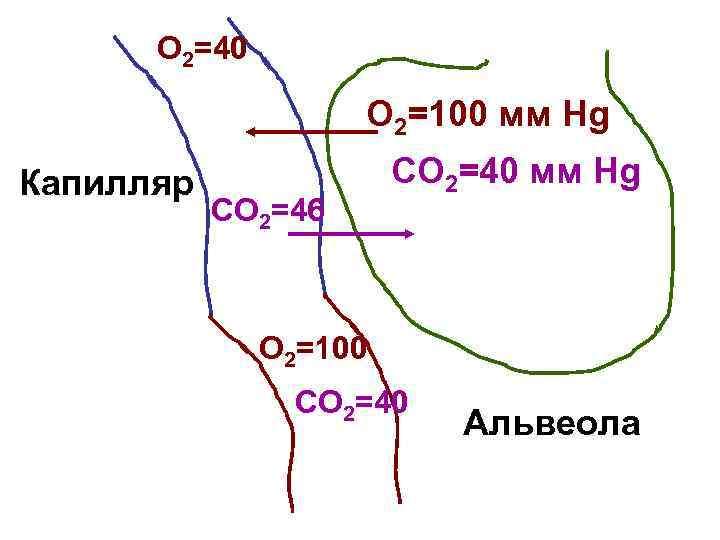  О 2=40     О 2=100 мм Hg Капилляр  