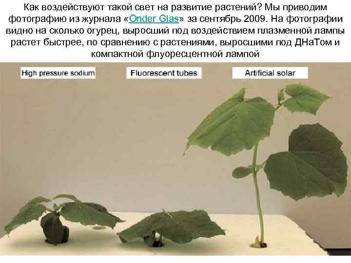 Как воздействуют такой свет на развитие растений? Мы приводим фотографию из журнала Как воздействуют такой свет на развитие растений? Мы приводим фотографию из журнала