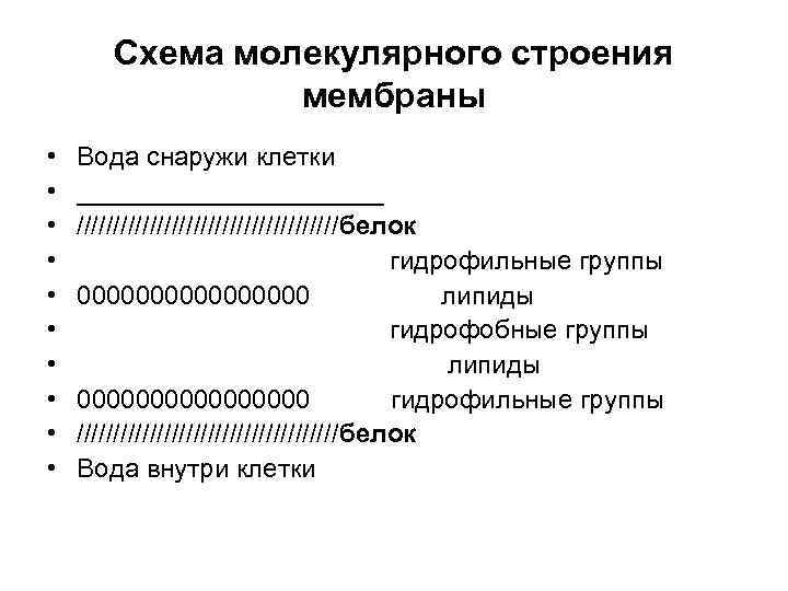   Схема молекулярного строения   мембраны •  Вода снаружи клетки 