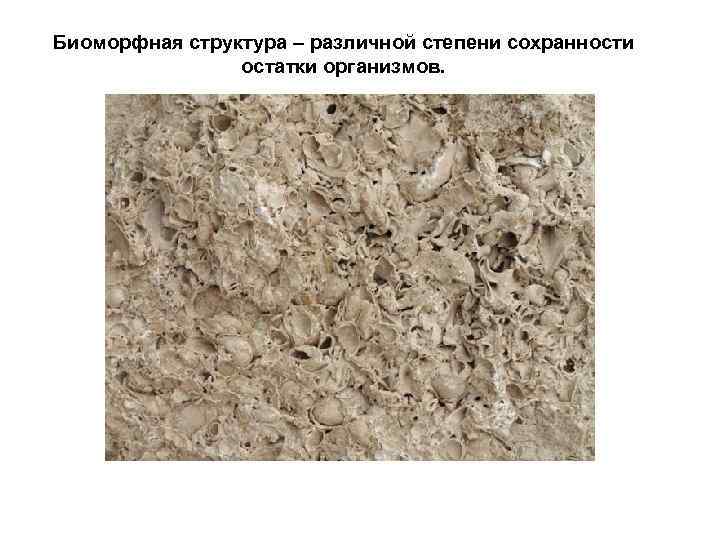 Биоморфная структура – различной степени сохранности   остатки организмов. 