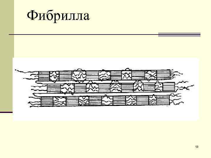 Фибрилла    13 