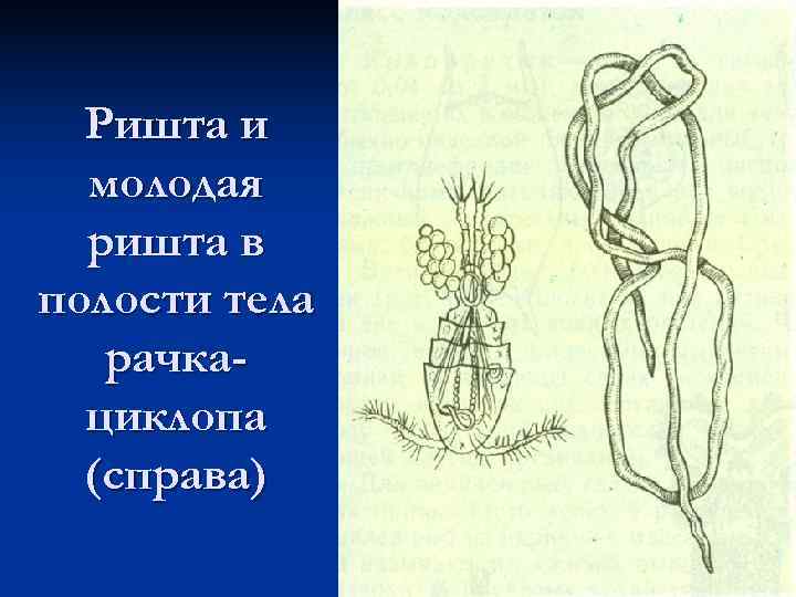 Ришта рисунок строение