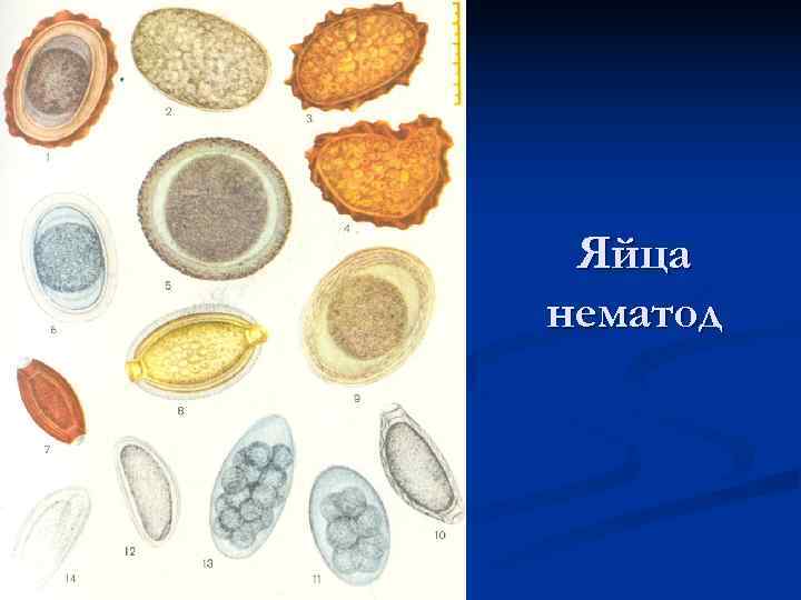 Яйца гельминтов рисунок