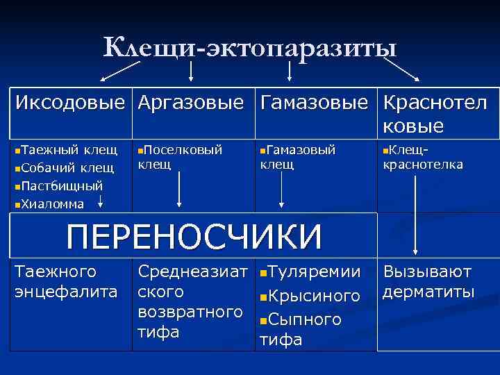   Клещи-эктопаразиты Иксодовые Аргазовые Гамазовые Краснотел      ковые n.