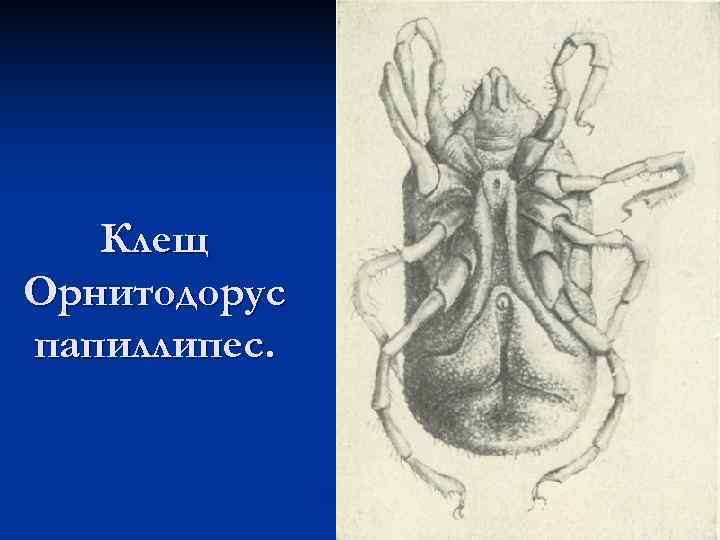   Клещ Орнитодорус папиллипес. 