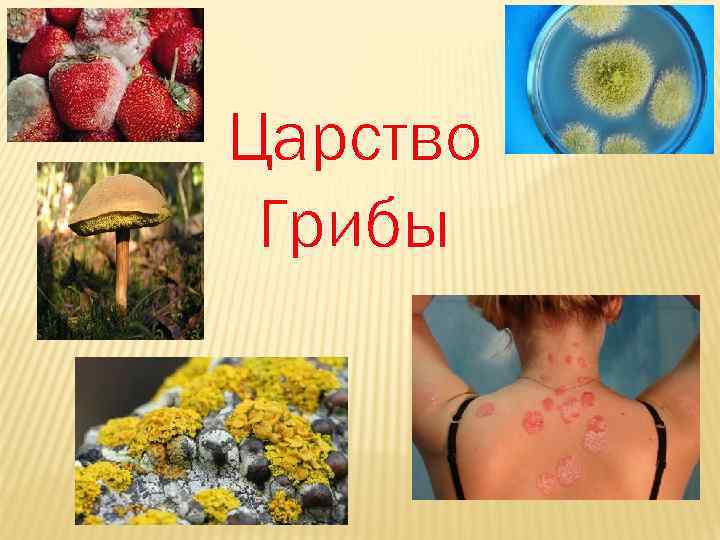 Царство Грибы 