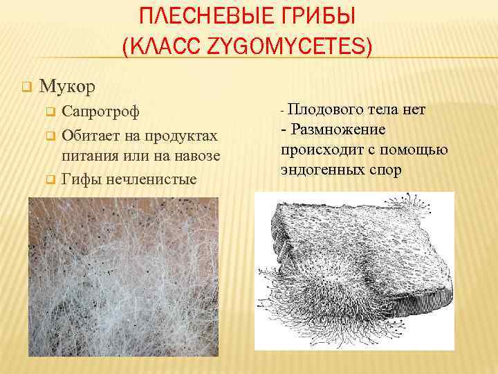     ПЛЕСНЕВЫЕ ГРИБЫ   (КЛАСС ZYGOMYCETES) q  Мукор q