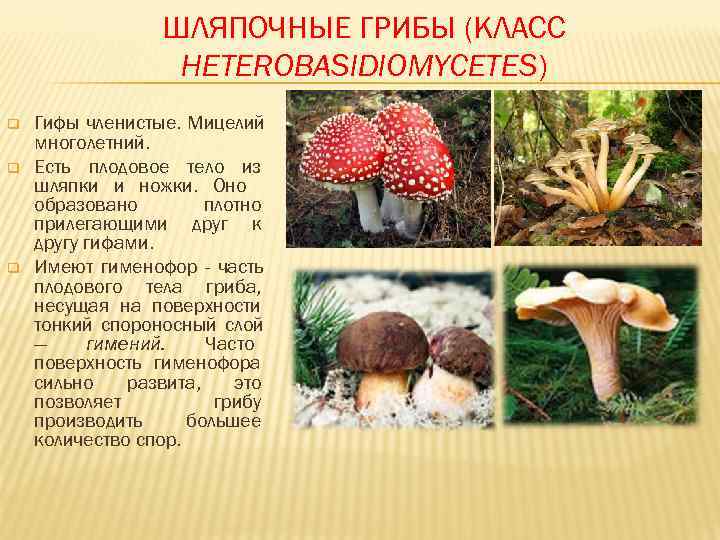К шляпочным грибам относят. Шляпочные грибы. Виды грибов Шляпочные грибы. Царство Шляпочные грибы. Высшие Шляпочные грибы.