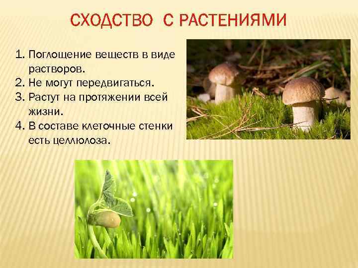 Сходством грибов с растениями является. Царство грибов сходство с растениями и животными. Черты сходства грибов.